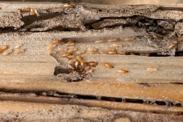 Pest Control Cost in Wickerham Manor Fisher, PA